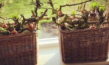 rotanmanden-vensterbankmanden